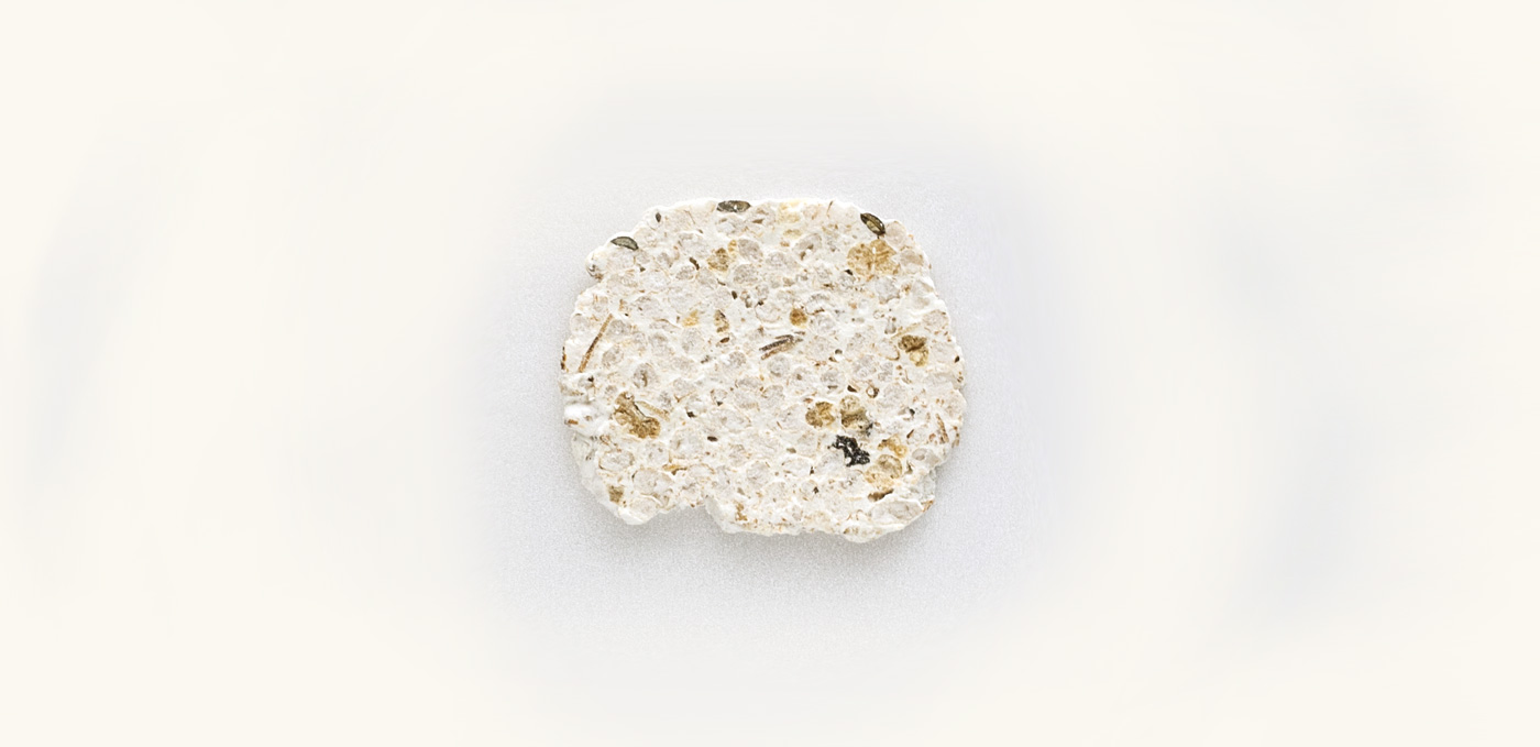 Fossil Larger Foraminifera nougat